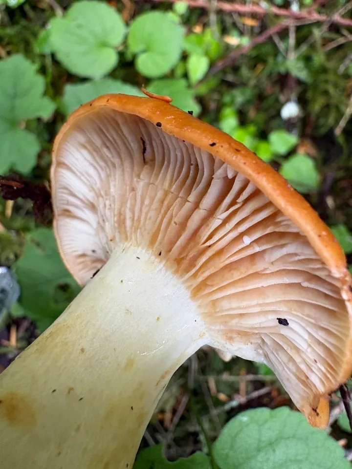 Foto yang diasosiasikan dengan Lactarius zonarioides pada iNaturalist