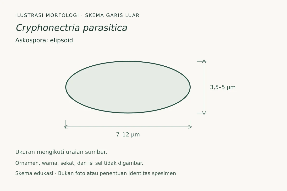 Skema garis luar askospora Cryphonectria parasitica: elipsoid, ukuran 7–12 × 3,5–5 µm