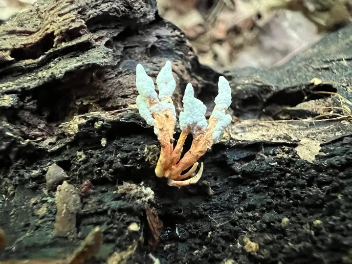Foto yang diasosiasikan dengan Samsoniella hepiali pada iNaturalist