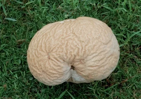 Foto yang diasosiasikan dengan Calvatia craniiformis pada iNaturalist
