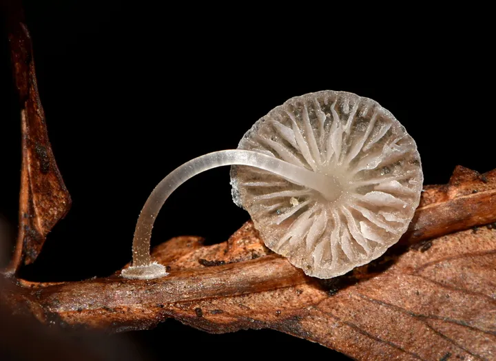 Foto yang diasosiasikan dengan Mycena stylobates pada iNaturalist