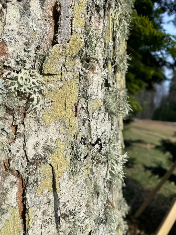 Foto yang diasosiasikan dengan Pertusaria flavida pada iNaturalist