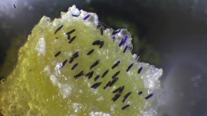 Foto yang diasosiasikan dengan Ascobolus crenulatus pada iNaturalist