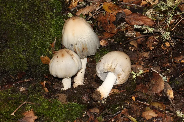 Foto yang diasosiasikan dengan Coprinopsis insignis pada iNaturalist