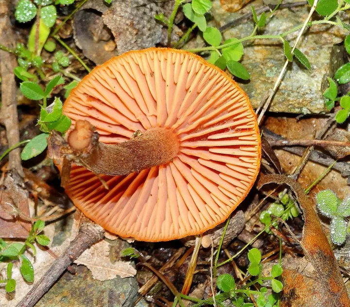 Foto yang diasosiasikan dengan Laccaria proxima pada iNaturalist