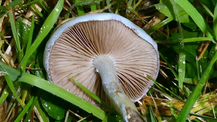 Foto yang diasosiasikan dengan Stropharia pseudocyanea pada iNaturalist