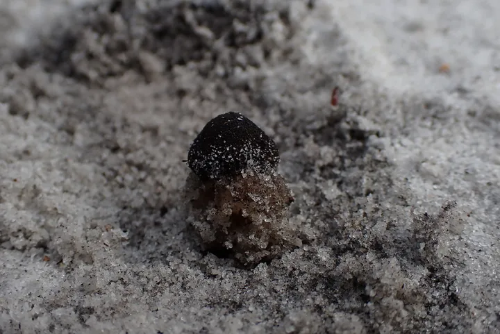 Foto yang diasosiasikan dengan Calostoma fuhreri pada iNaturalist