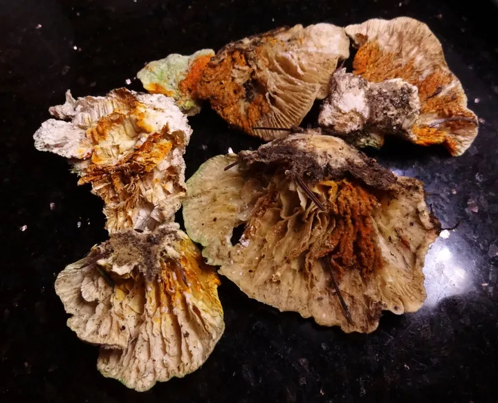 Foto yang diasosiasikan dengan Hypomyces aurantius pada iNaturalist