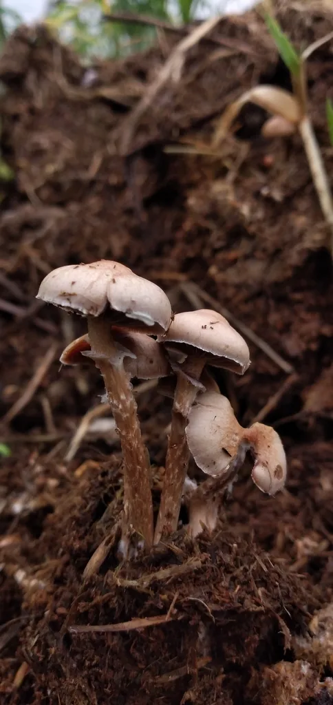 Foto yang diasosiasikan dengan Deconica merdaria pada iNaturalist
