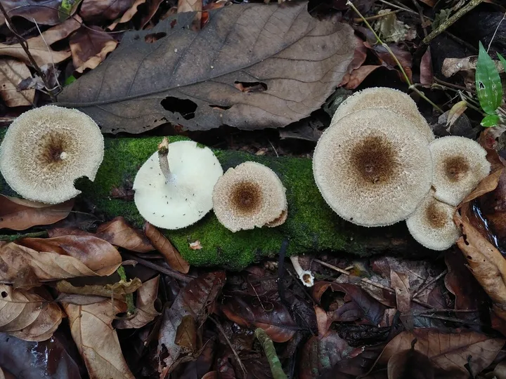 Foto yang diasosiasikan dengan Lentinus crinitus pada iNaturalist