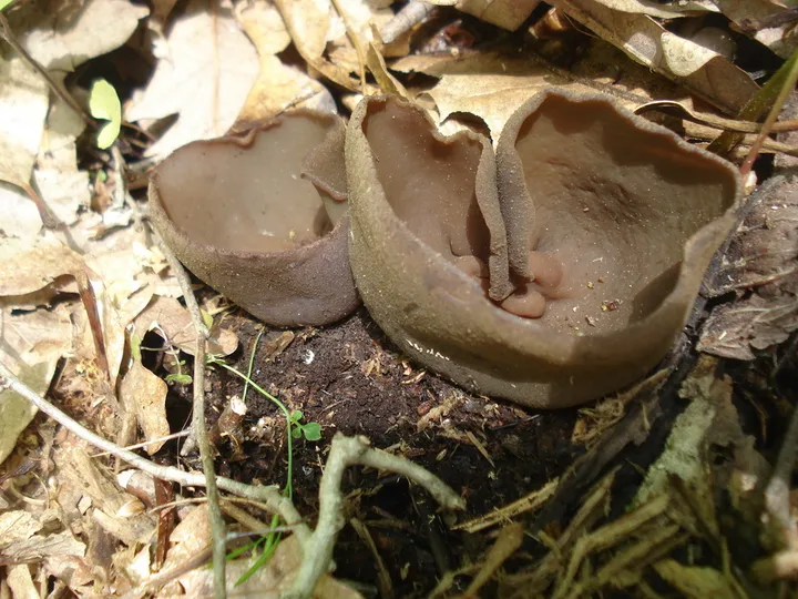Foto yang diasosiasikan dengan Phylloscypha phyllogena pada iNaturalist
