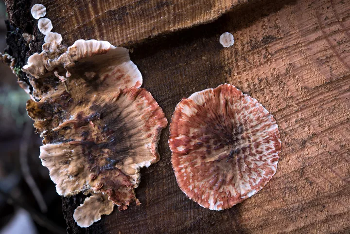 Foto yang diasosiasikan dengan Stereum sanguinolentum pada iNaturalist