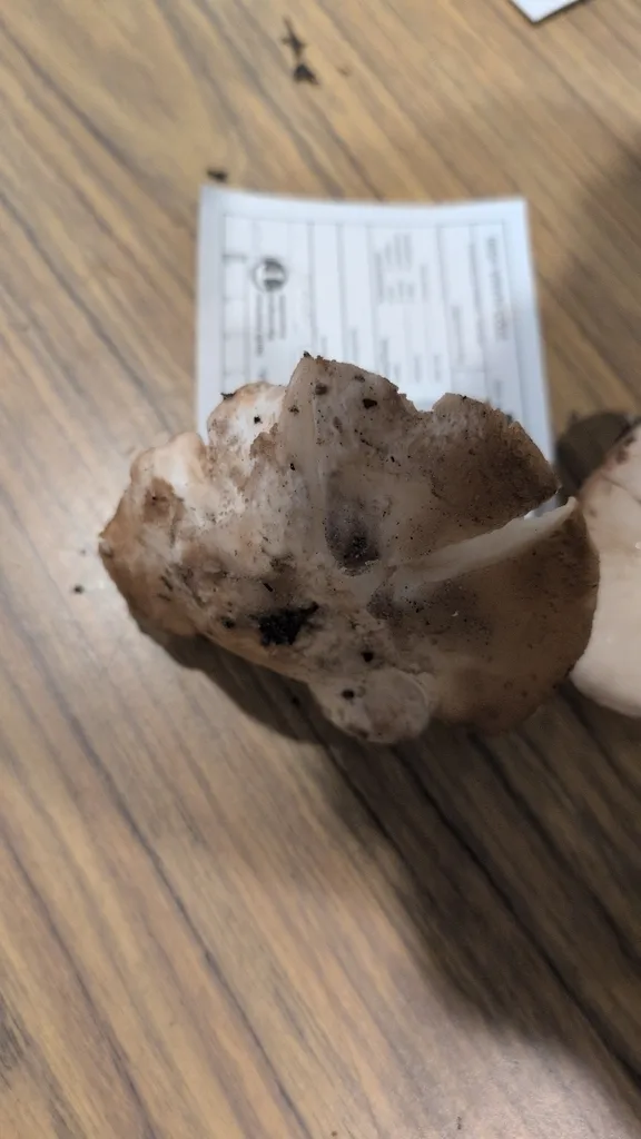 Foto yang diasosiasikan dengan Tricholoma apium pada iNaturalist