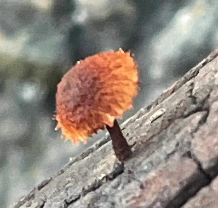 Foto yang diasosiasikan dengan Phaeomarasmius erinaceus pada iNaturalist