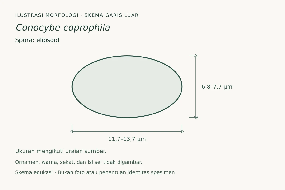 Skema garis luar spora Conocybe coprophila: elipsoid, ukuran 11,7–13,7 × 6,8–7,7 µm