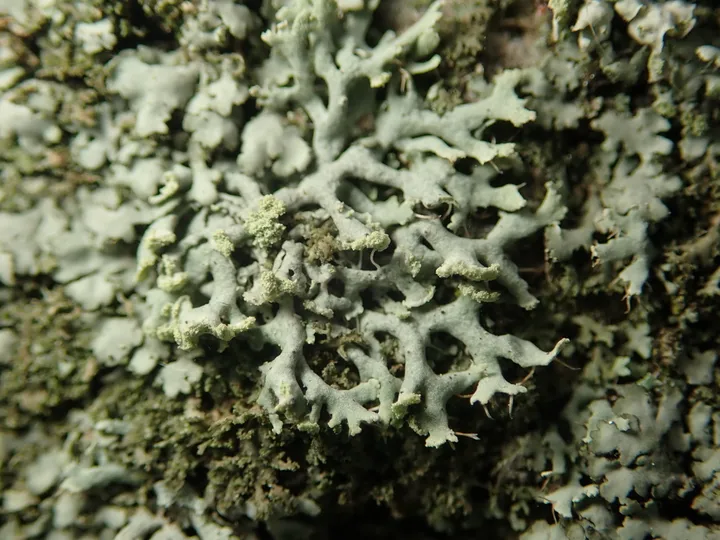 Foto yang diasosiasikan dengan Physcia tenella pada iNaturalist