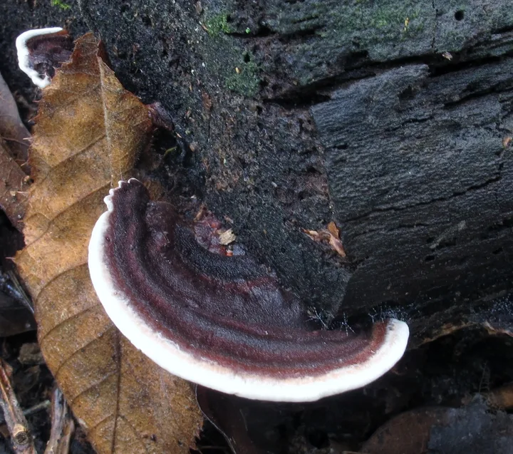 Foto yang diasosiasikan dengan Nigroporus vinosus pada iNaturalist