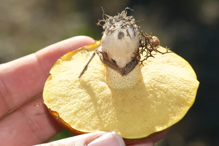 Foto yang diasosiasikan dengan Suillus luteus pada iNaturalist