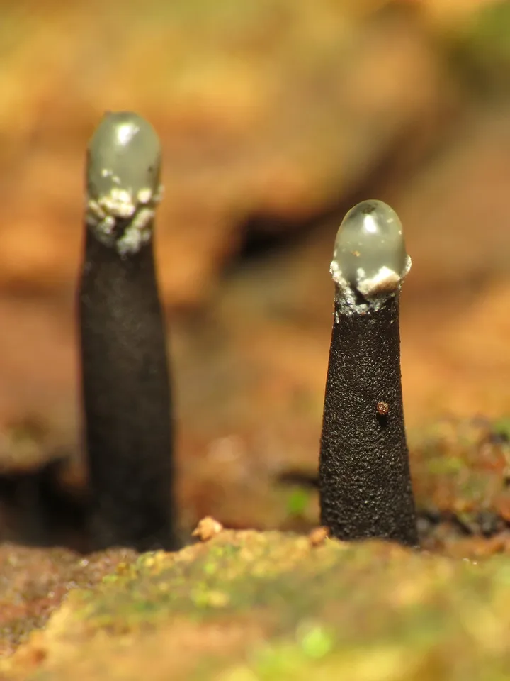 Foto yang diasosiasikan dengan Holwaya mucida pada iNaturalist