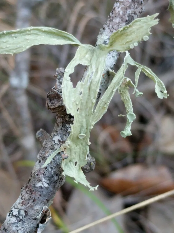 Foto yang diasosiasikan dengan Ramalina celastri pada iNaturalist