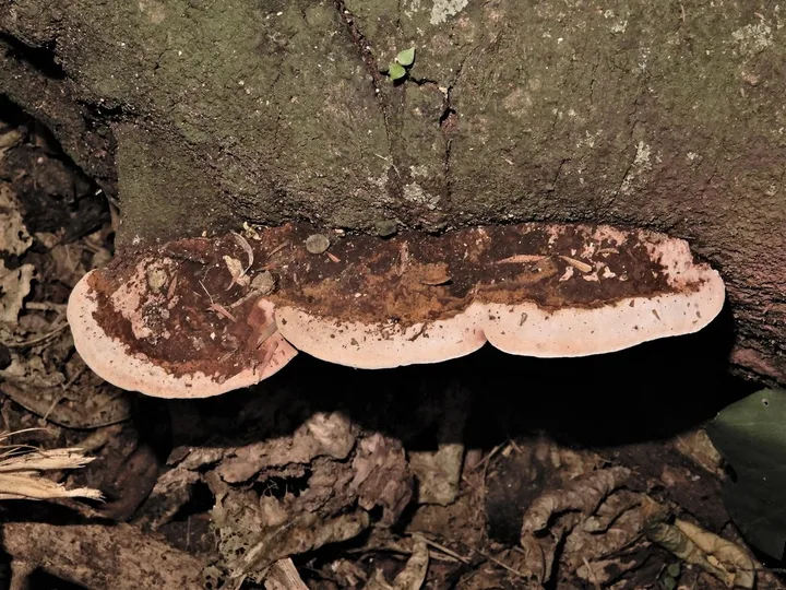 Foto yang diasosiasikan dengan Abundisporus roseoalbus pada iNaturalist