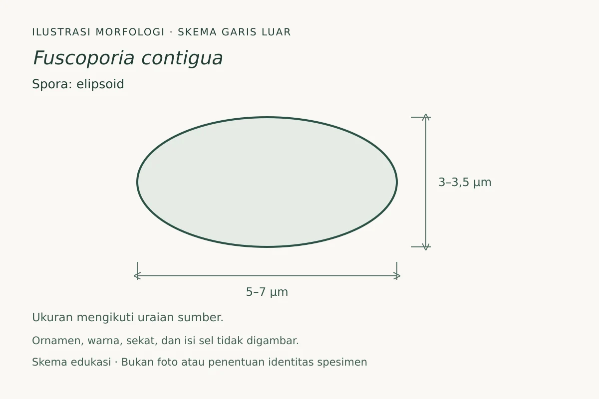 Skema garis luar spora Fuscoporia contigua: elipsoid, ukuran 5–7 × 3–3,5 µm