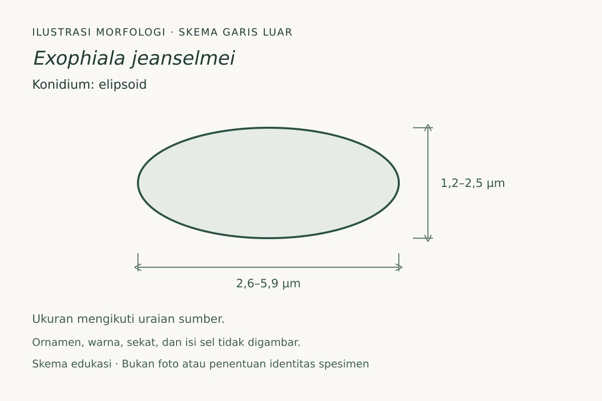 Skema garis luar konidium Exophiala jeanselmei: elipsoid, ukuran 2,6–5,9 × 1,2–2,5 µm