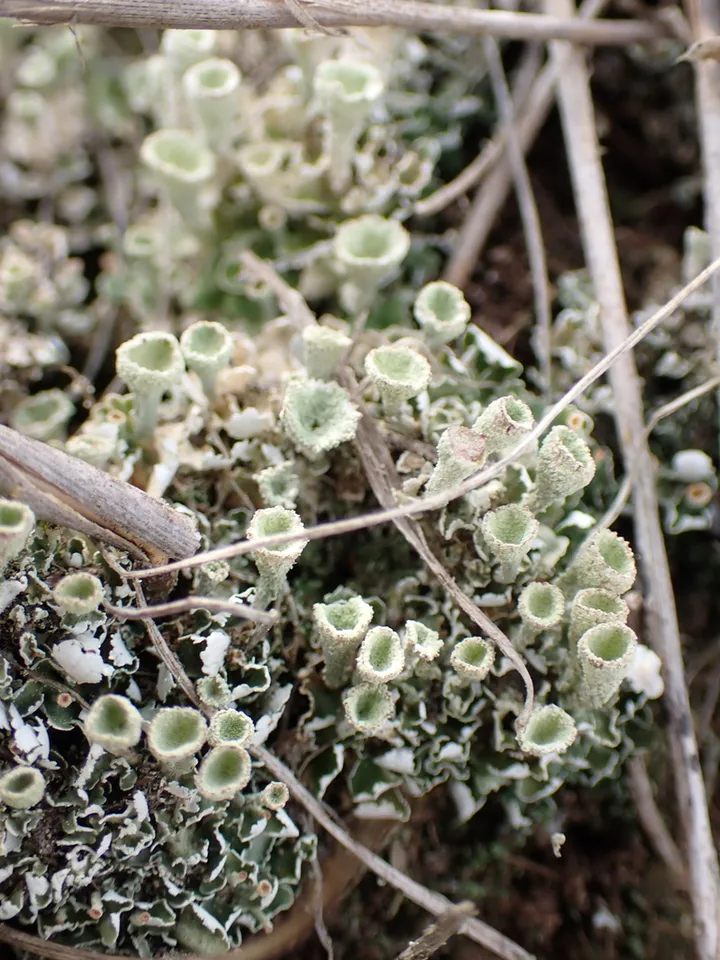 Foto yang diasosiasikan dengan Cladonia fimbriata pada iNaturalist