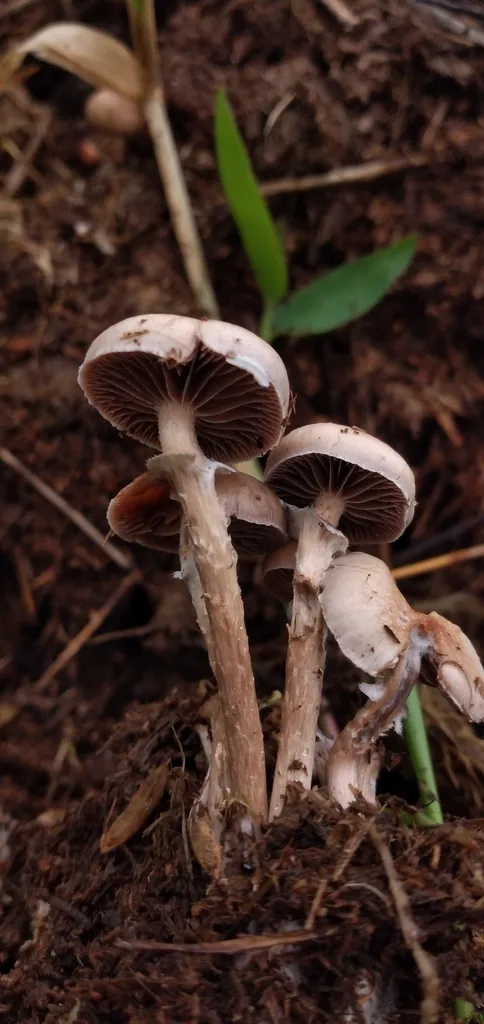 Foto yang diasosiasikan dengan Deconica merdaria pada iNaturalist