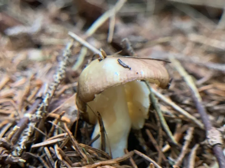 Foto yang diasosiasikan dengan Russula nauseosa pada iNaturalist