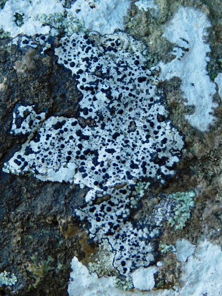 Foto yang diasosiasikan dengan Porpidia macrocarpa pada iNaturalist