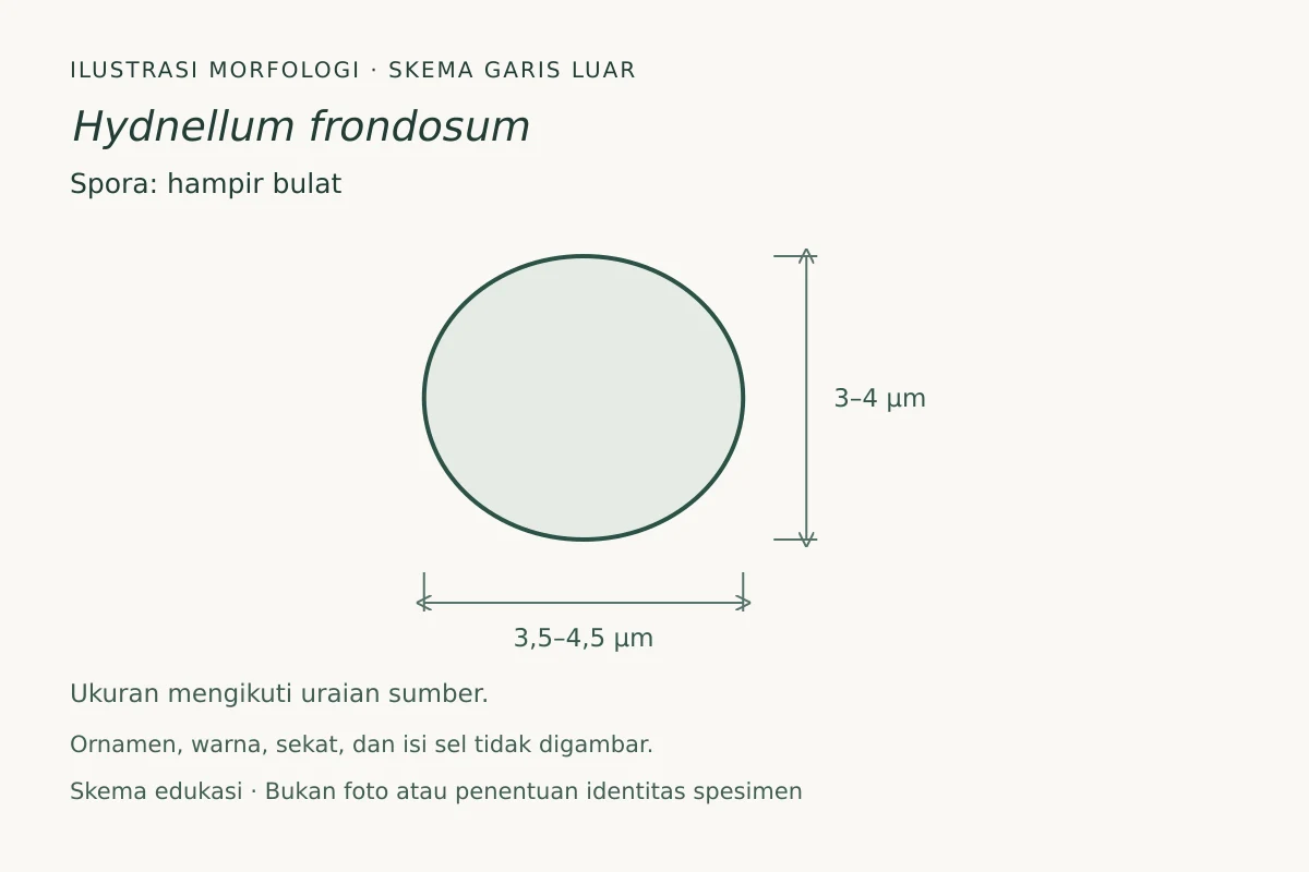 Skema garis luar spora Hydnellum frondosum: hampir bulat, ukuran 3,5–4,5 × 3–4 µm