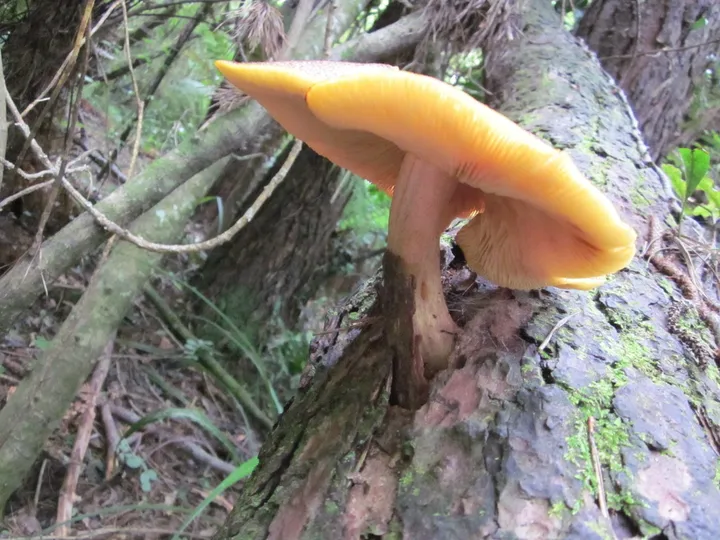 Foto yang diasosiasikan dengan Tricholomopsis ornaticeps pada iNaturalist