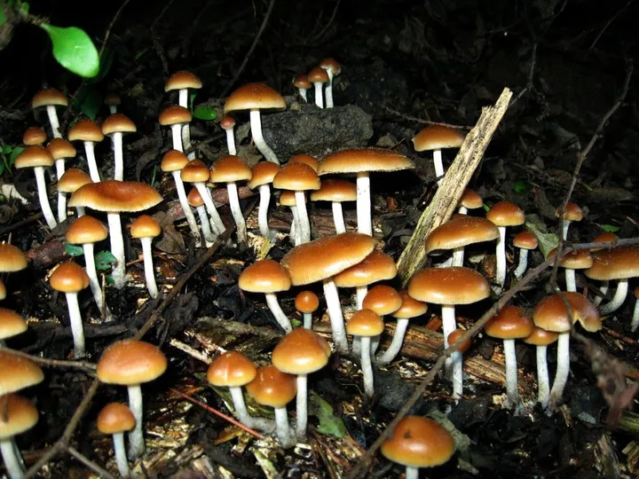 Foto yang diasosiasikan dengan Psilocybe allenii pada iNaturalist