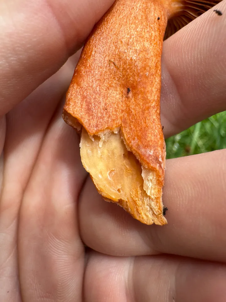 Foto yang diasosiasikan dengan Lactarius badiosanguineus pada iNaturalist