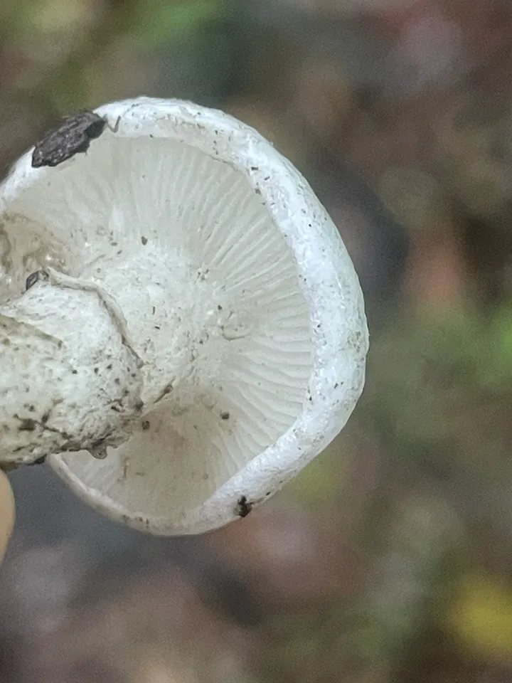 Foto yang diasosiasikan dengan Tricholomella constricta pada iNaturalist