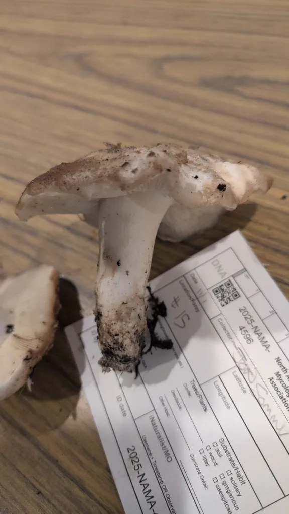 Foto yang diasosiasikan dengan Tricholoma apium pada iNaturalist