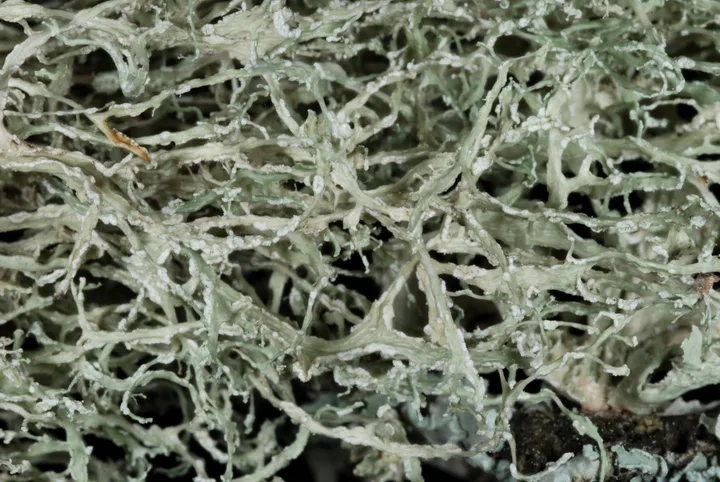Foto yang diasosiasikan dengan Ramalina peruviana pada iNaturalist
