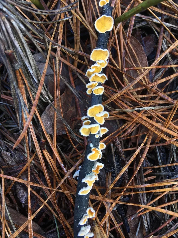Foto yang diasosiasikan dengan Stereum ochraceoflavum pada iNaturalist