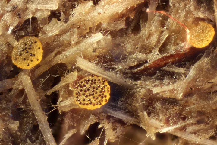 Foto yang diasosiasikan dengan Saccobolus citrinus pada iNaturalist