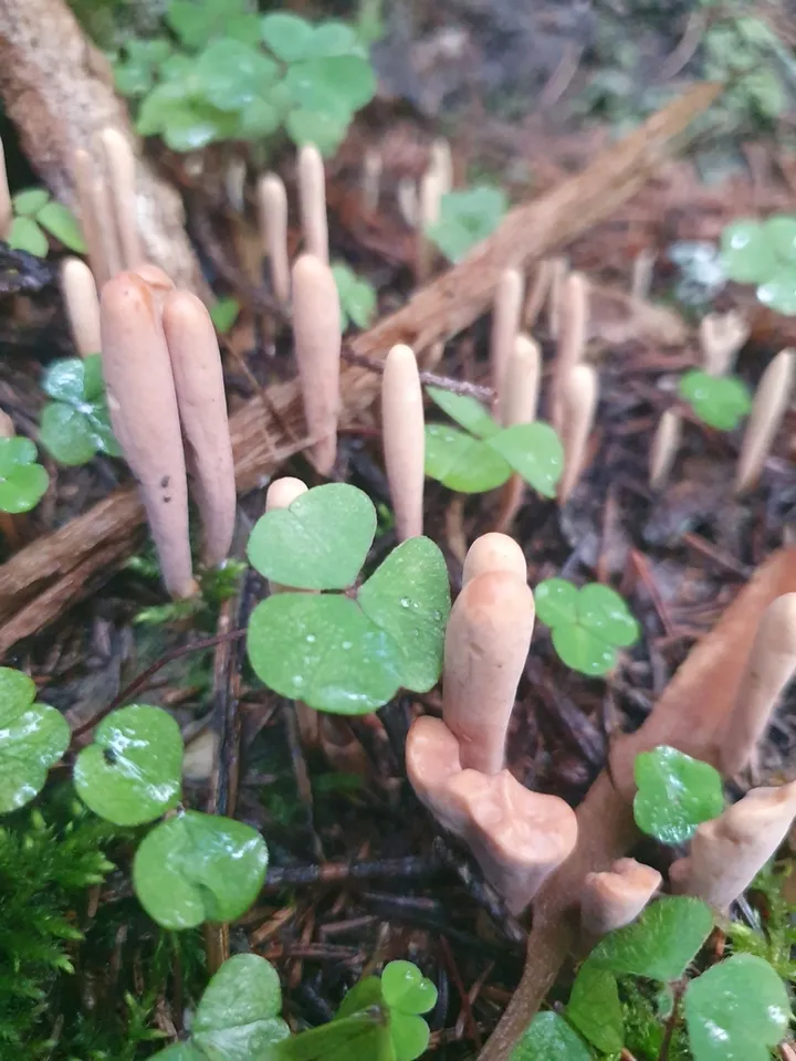 Foto yang diasosiasikan dengan Clavariadelphus ligula pada iNaturalist