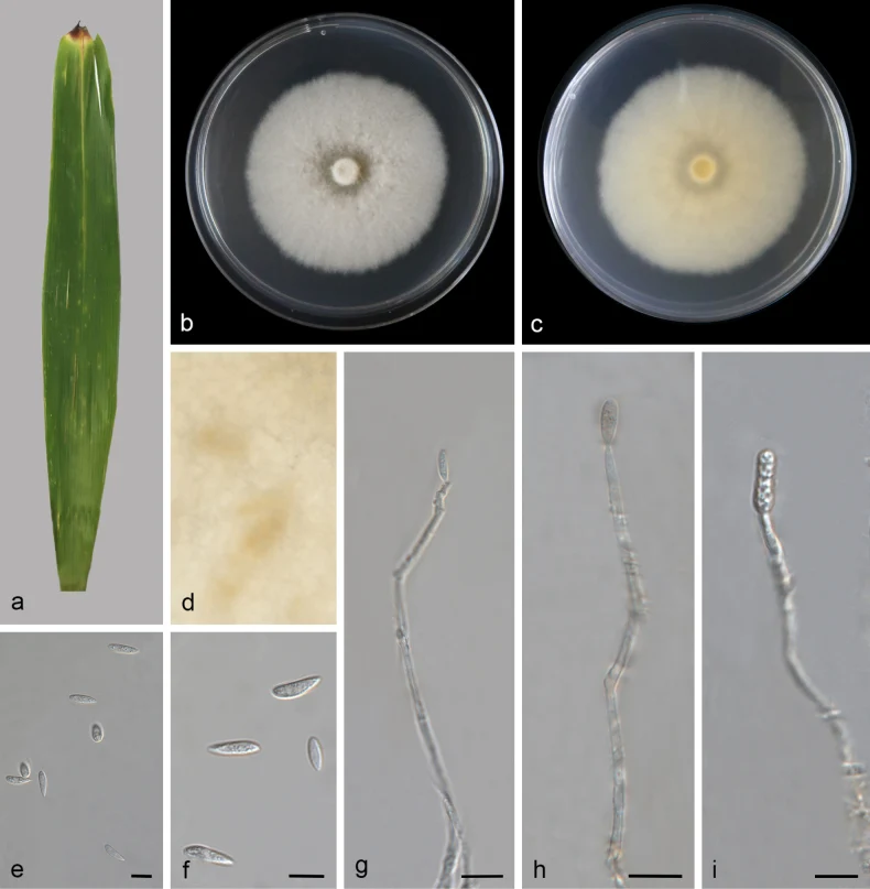 Pelat ilmiah Microdochium sinense menurut sumber