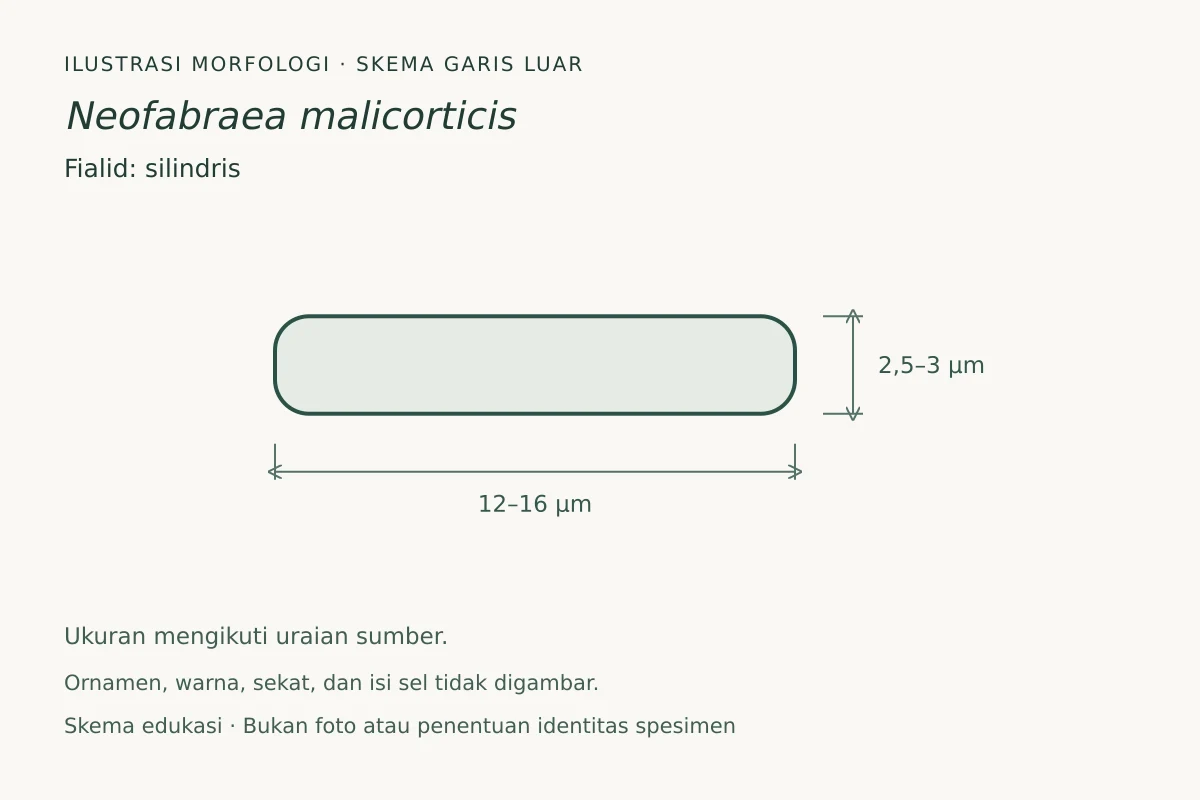 Skema garis luar fialid Neofabraea malicorticis: silindris, ukuran 12–16 × 2,5–3 µm