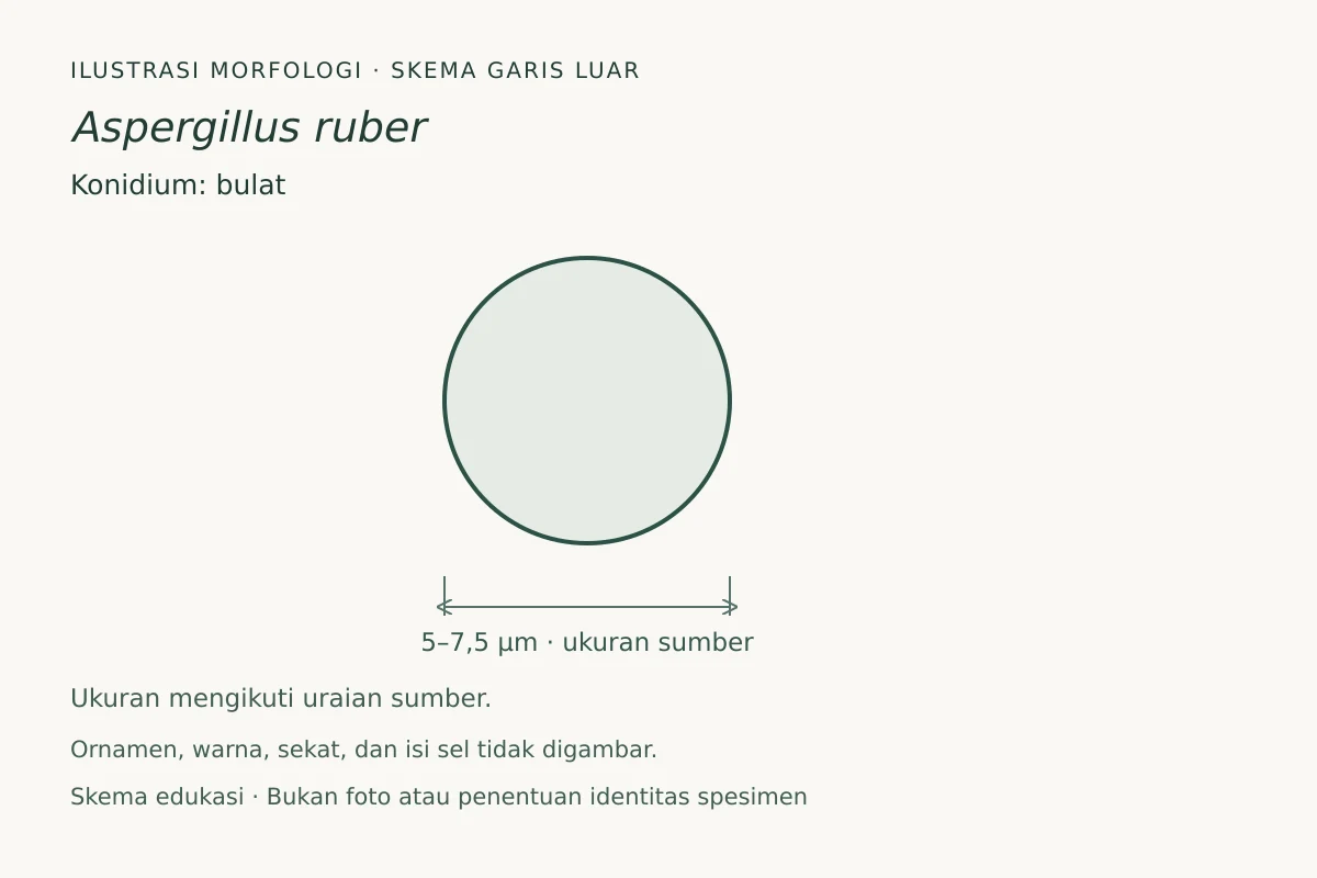 Skema garis luar konidium Aspergillus ruber: bulat, ukuran 5–7,5 µm