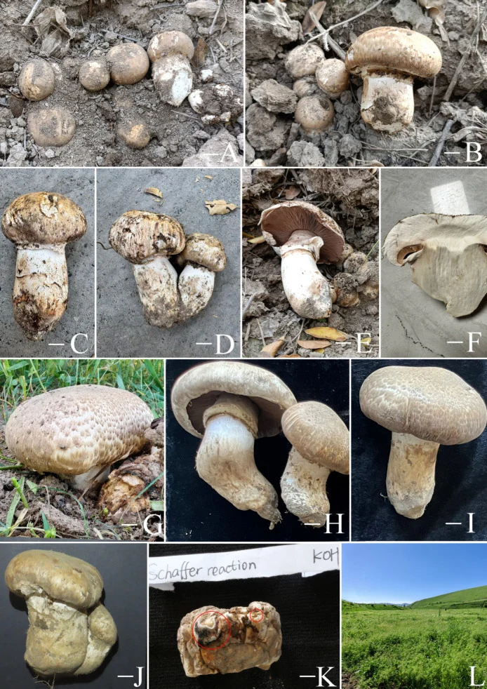 Pelat ilmiah Agaricus subperonatus menurut sumber