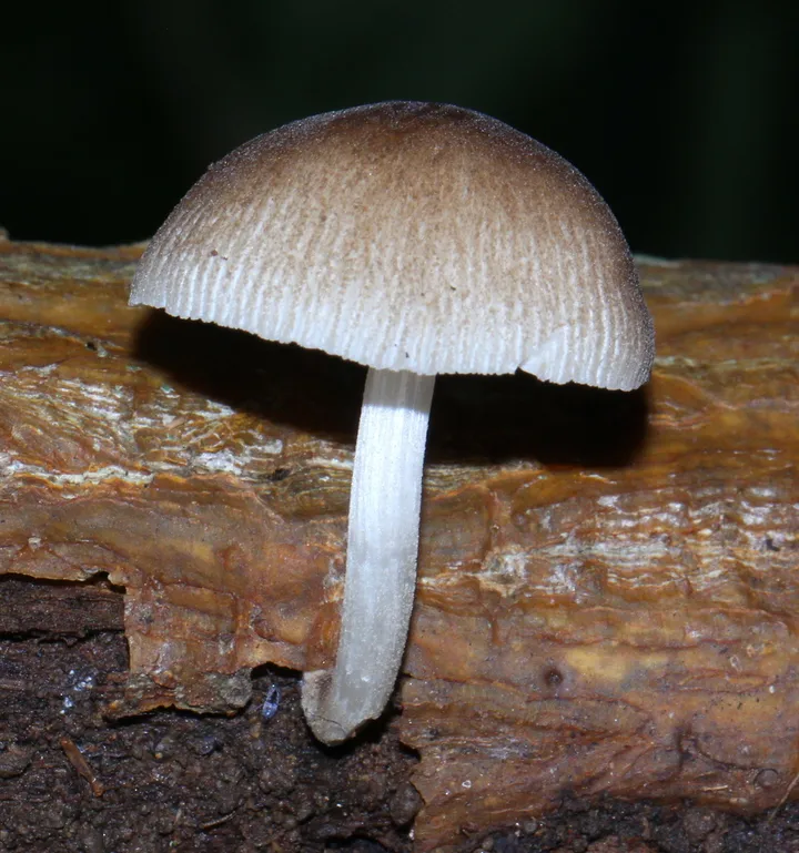 Foto yang diasosiasikan dengan Pluteus longistriatus pada iNaturalist