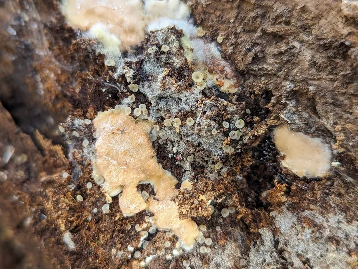 Foto yang diasosiasikan dengan Orbilia vinosa pada iNaturalist