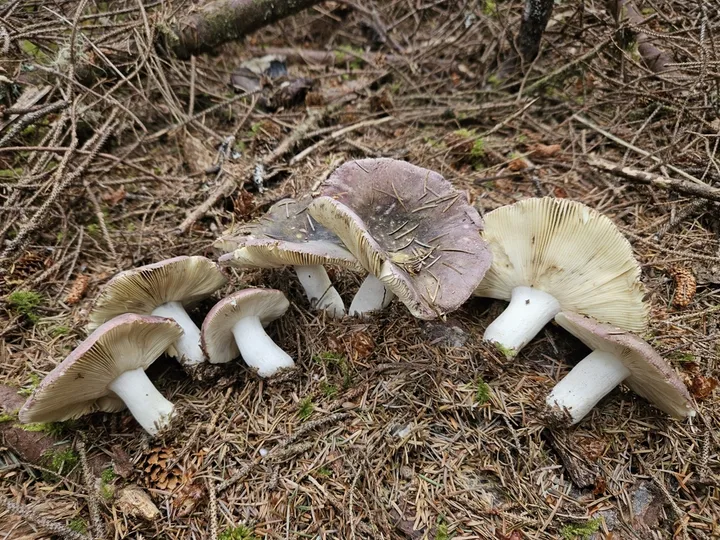 Foto yang diasosiasikan dengan Russula vinosa pada iNaturalist