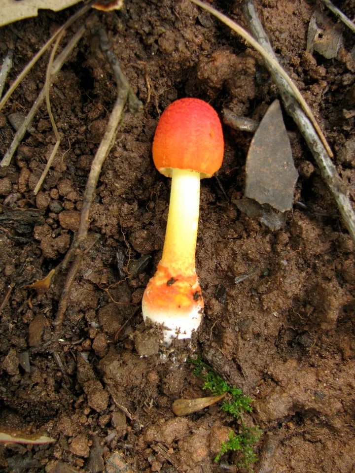 Foto yang diasosiasikan dengan Amanita rubrovolvata pada iNaturalist