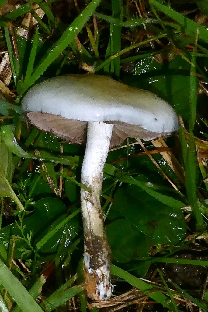 Foto yang diasosiasikan dengan Stropharia pseudocyanea pada iNaturalist
